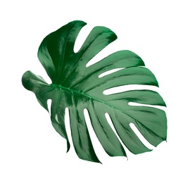 Beautiful monstera leaf isolated on white. Tropical plant