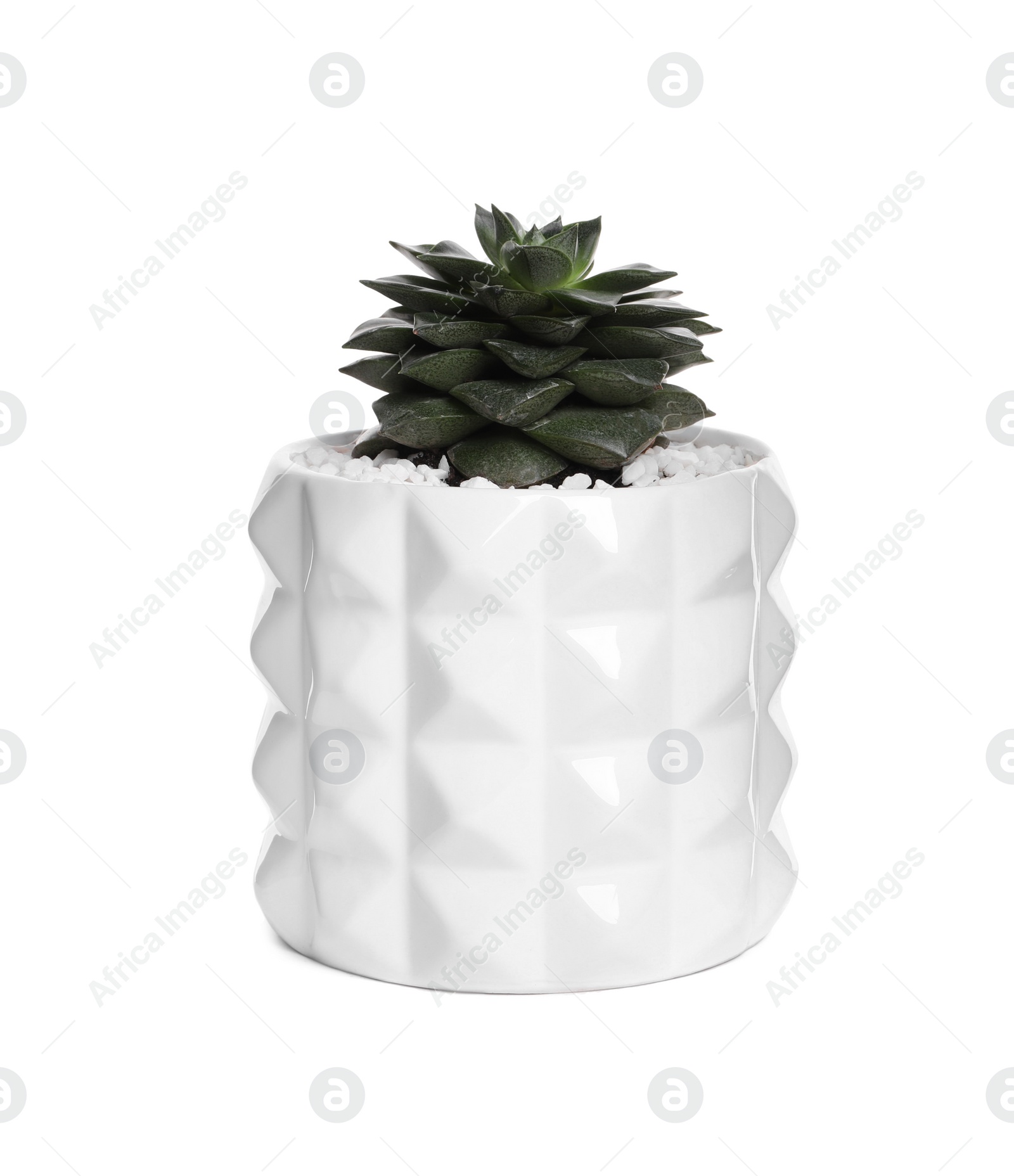 Photo of Echeveria in pot isolated on white. House plant