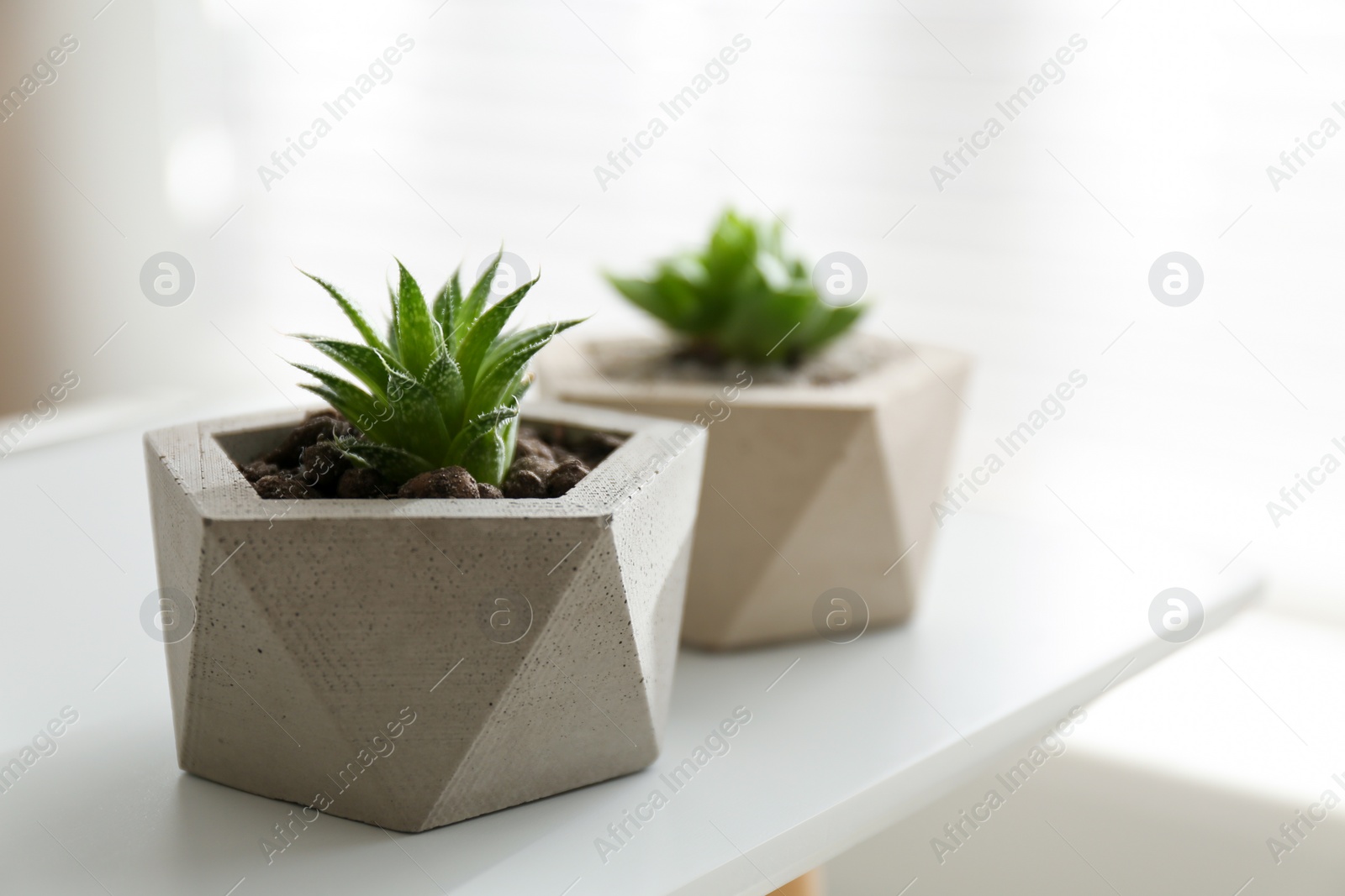 Photo of Beautiful succulent plants on white table, closeup