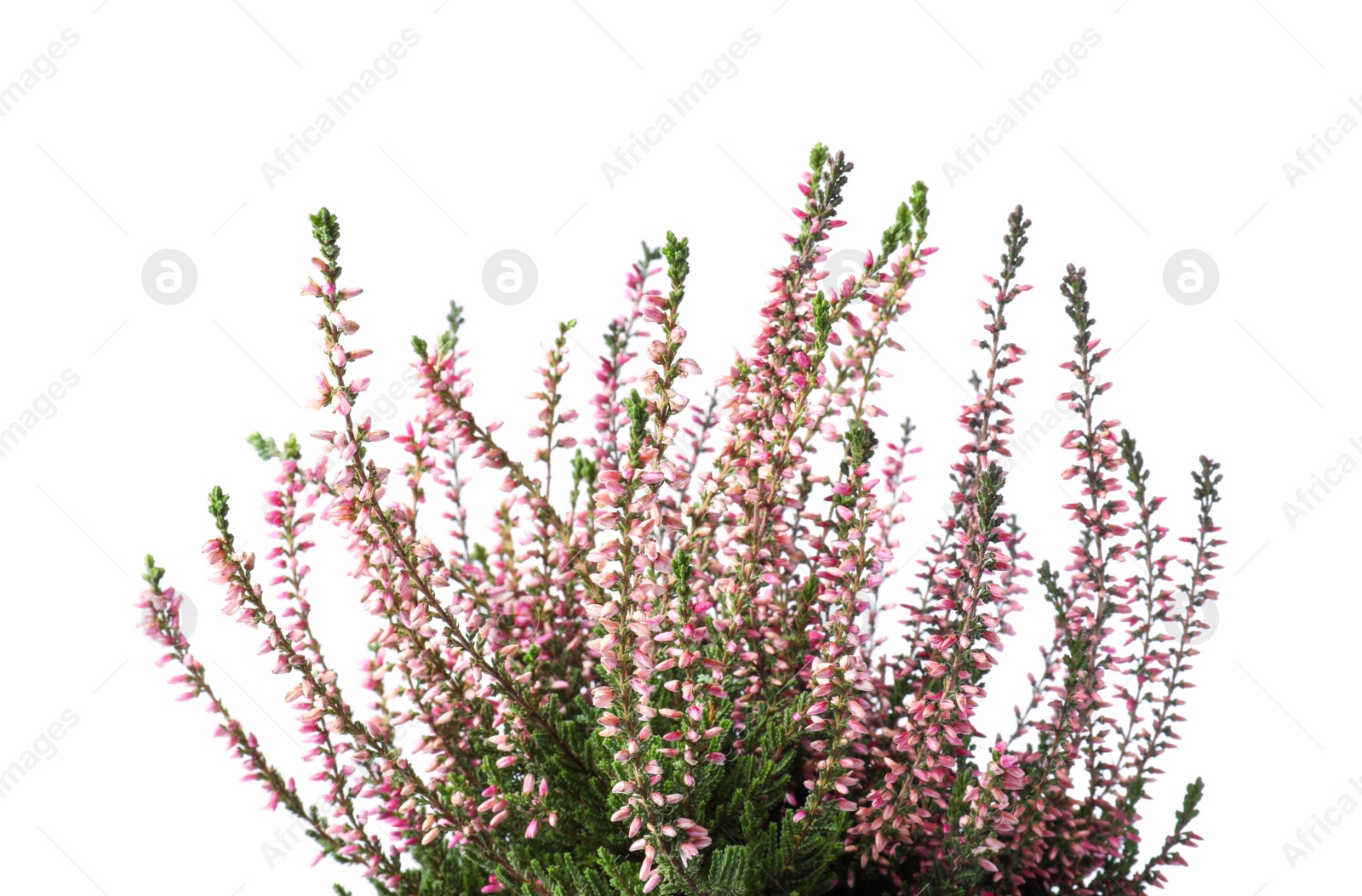 Photo of Heather with beautiful flowers on white background