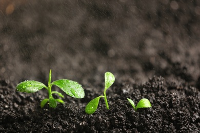 Photo of Fresh seedlings in fertile soil under rain, space for text