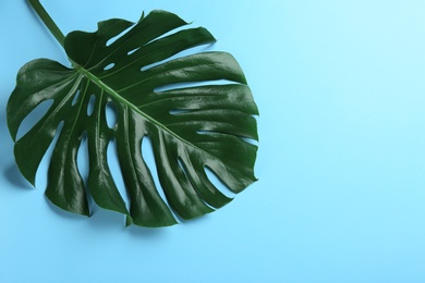 Beautiful monstera leaf on light blue background, top view with space for text. Tropical plant