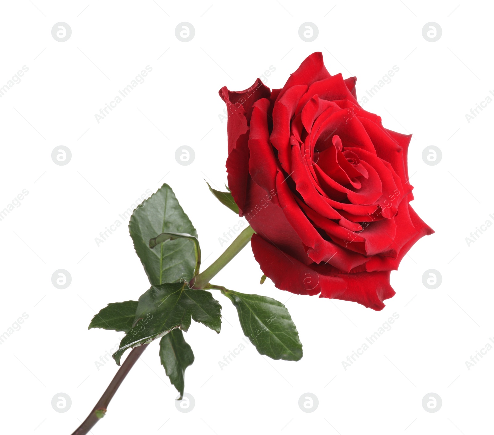 Photo of Beautiful fresh red rose isolated on white