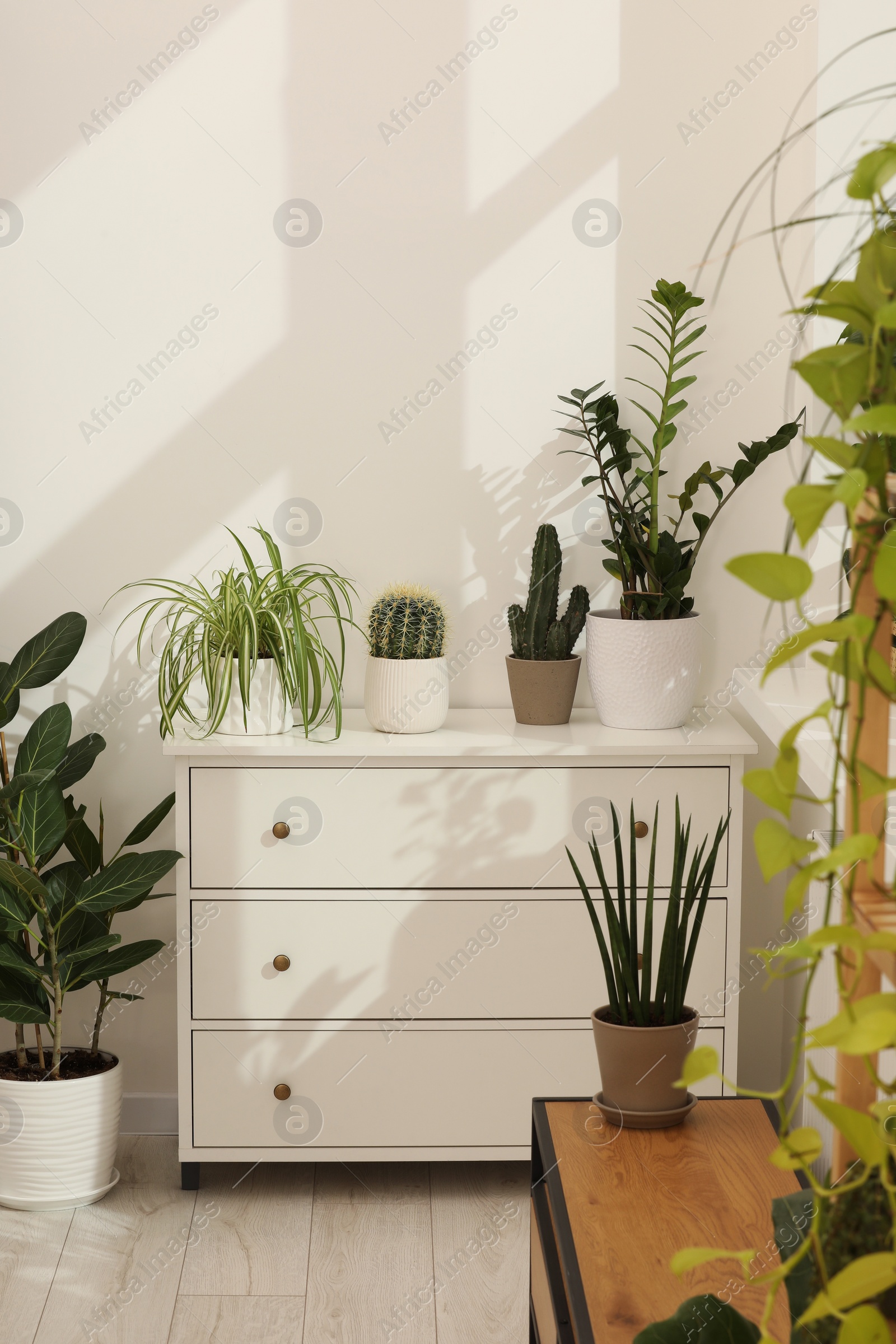 Photo of Many beautiful houseplants in pots growing indoors