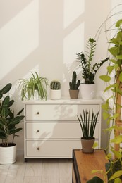 Many beautiful houseplants in pots growing indoors