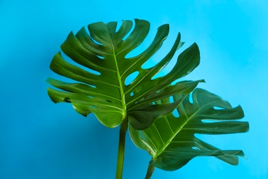 Photo of Beautiful monstera leaves on light blue background. Tropical plant