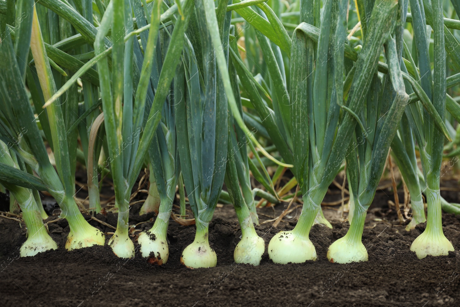 Photo of Many green onions growing in field. Harvest season