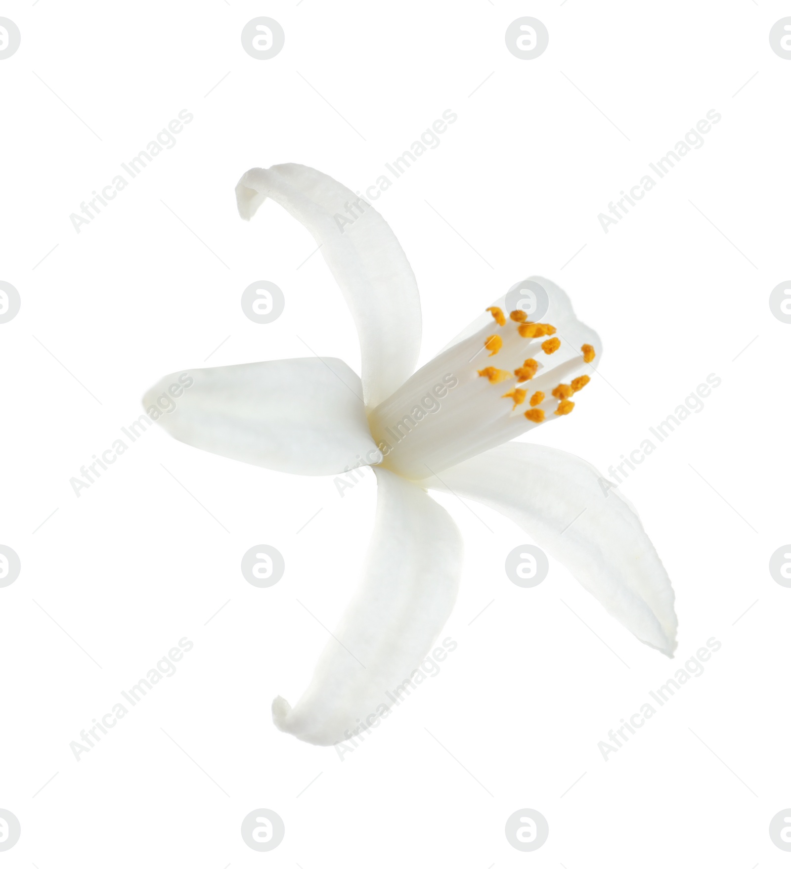 Photo of Beautiful blooming citrus flower on white background