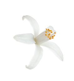 Photo of Beautiful blooming citrus flower on white background