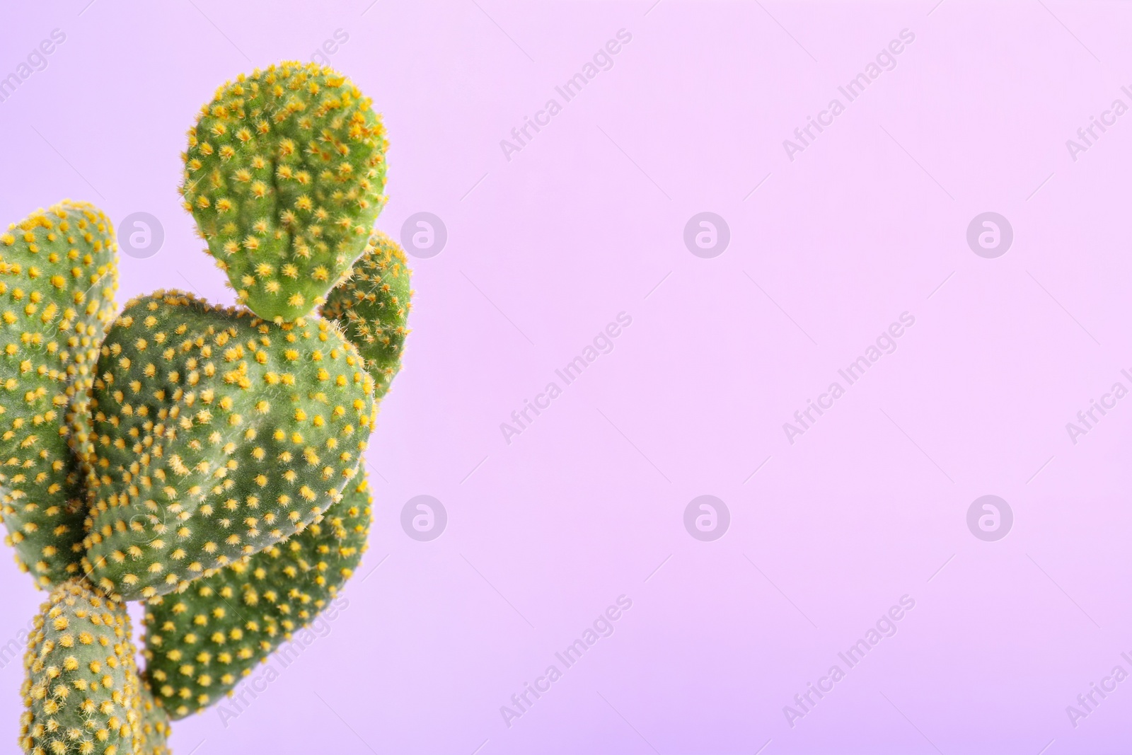 Photo of Beautiful green Opuntia cactus on violet background. Space for text