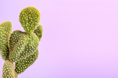 Beautiful green Opuntia cactus on violet background. Space for text