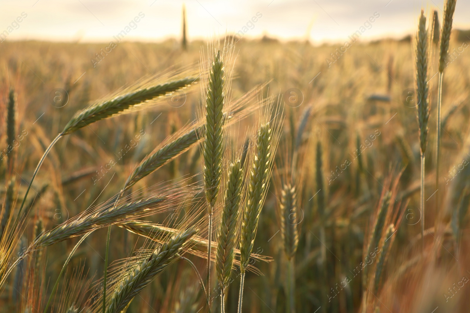 Photo of Beautiful agricultural field with ripening wheat, closeup