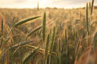 Beautiful agricultural field with ripening wheat, closeup