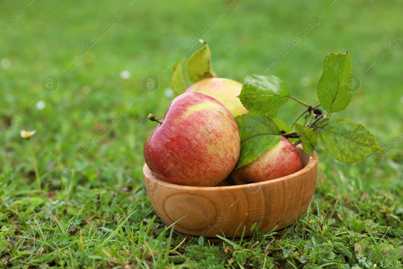 Photo of Dishware full of ripe apples on green grass