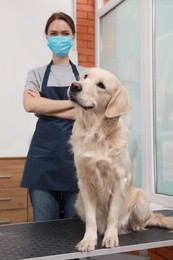 Professional groomer with cute dog in pet beauty salon