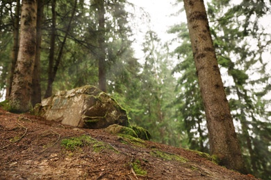 Photo of Picturesque view of beautiful green coniferous forest