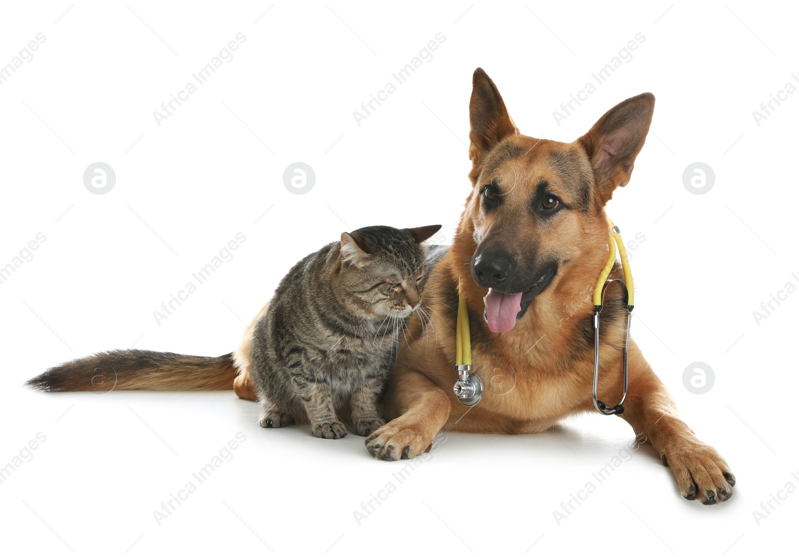 Photo of Cat and dog with stethoscope as veterinarian on white background