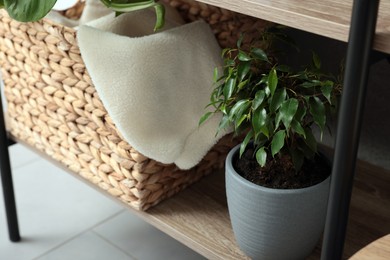 Photo of Ficus in pot on shelving unit indoors. House plant