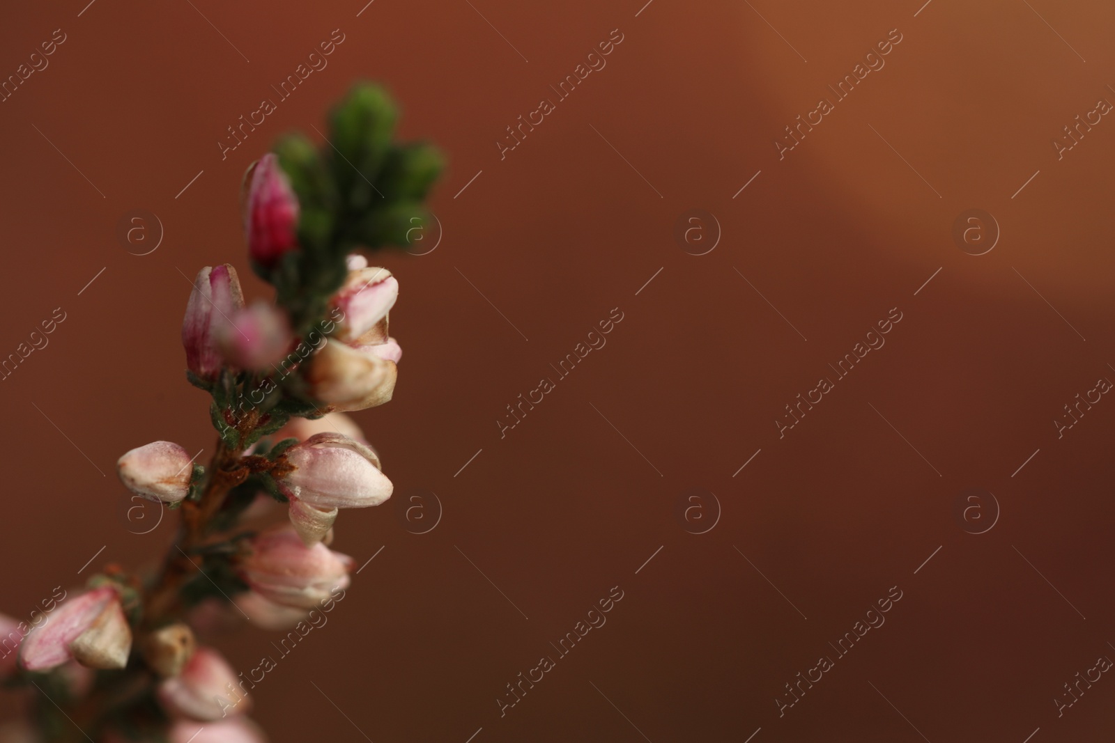 Photo of Heather twig with beautiful flowers on blurred background, closeup. Space for text