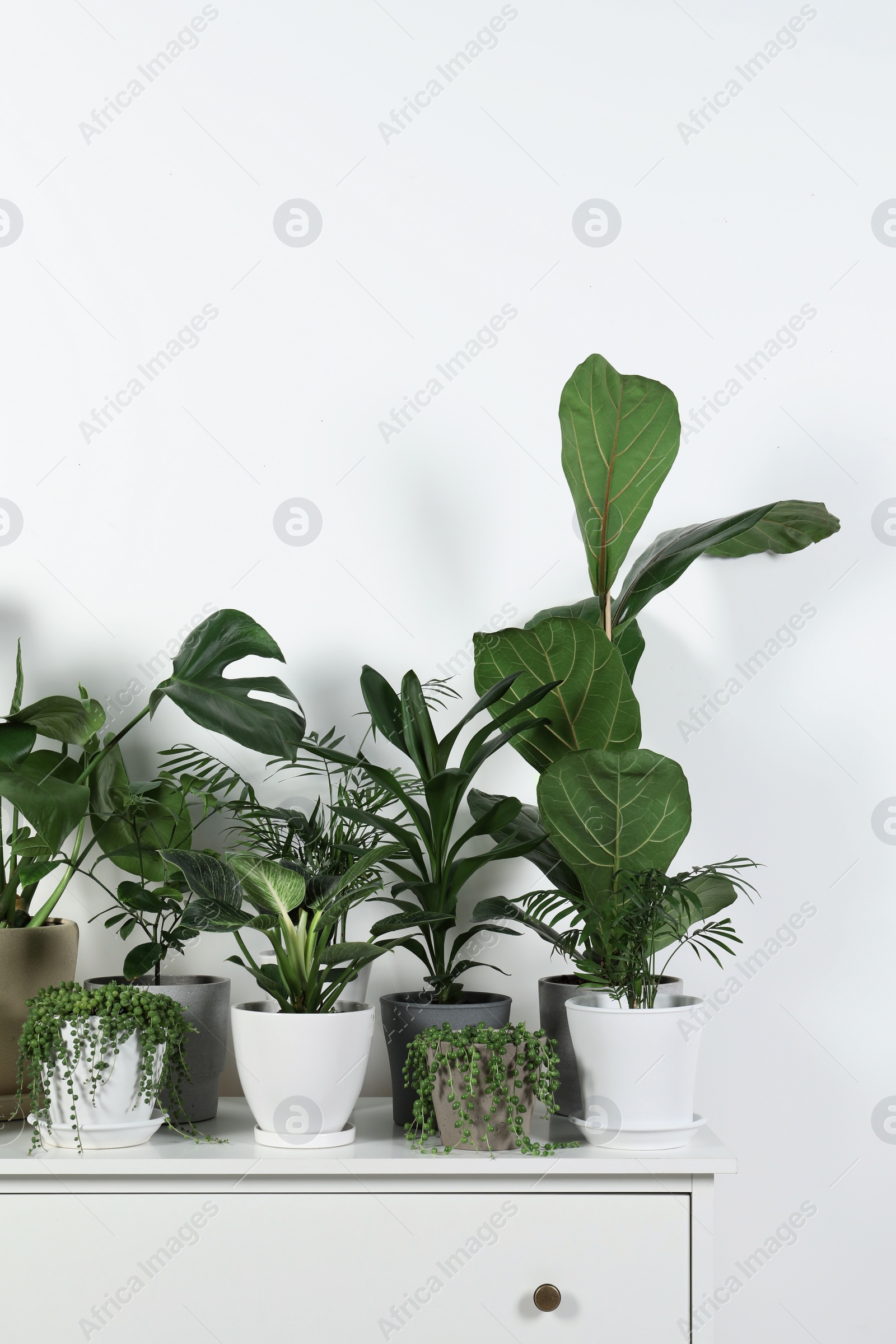 Photo of Many beautiful green potted houseplants on white chest of drawers indoors