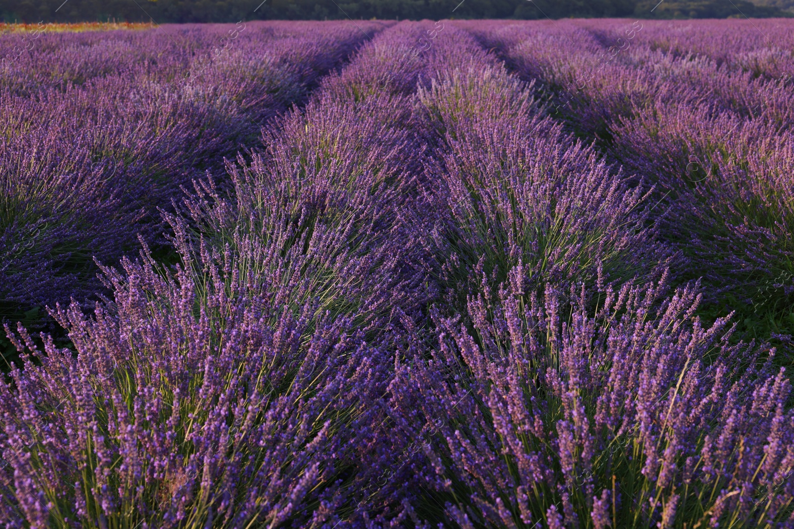 Photo of View of beautiful blooming lavender growing in field