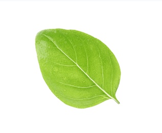 Photo of Fresh green basil leaf on white background