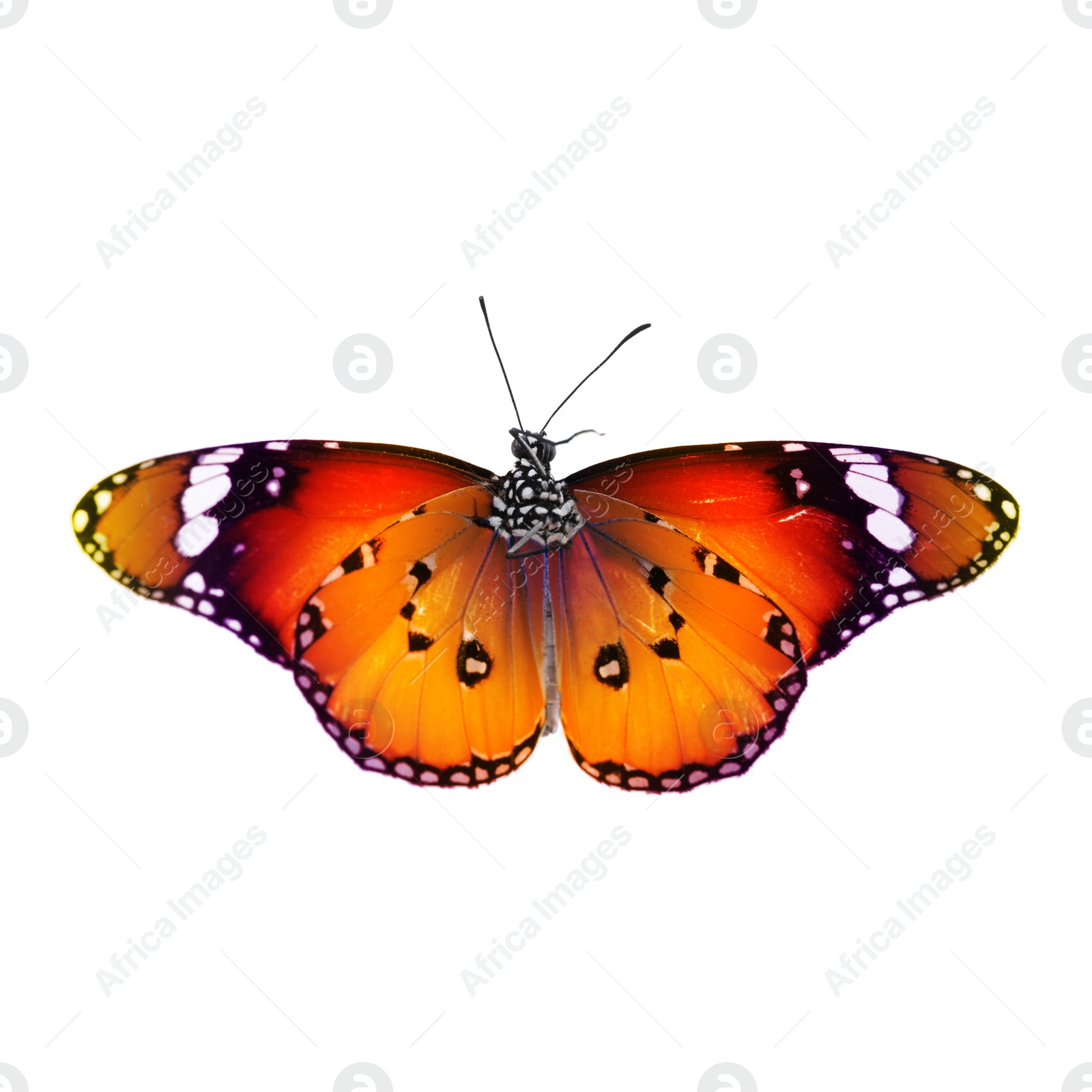 Image of Amazing plain tiger butterfly isolated on white