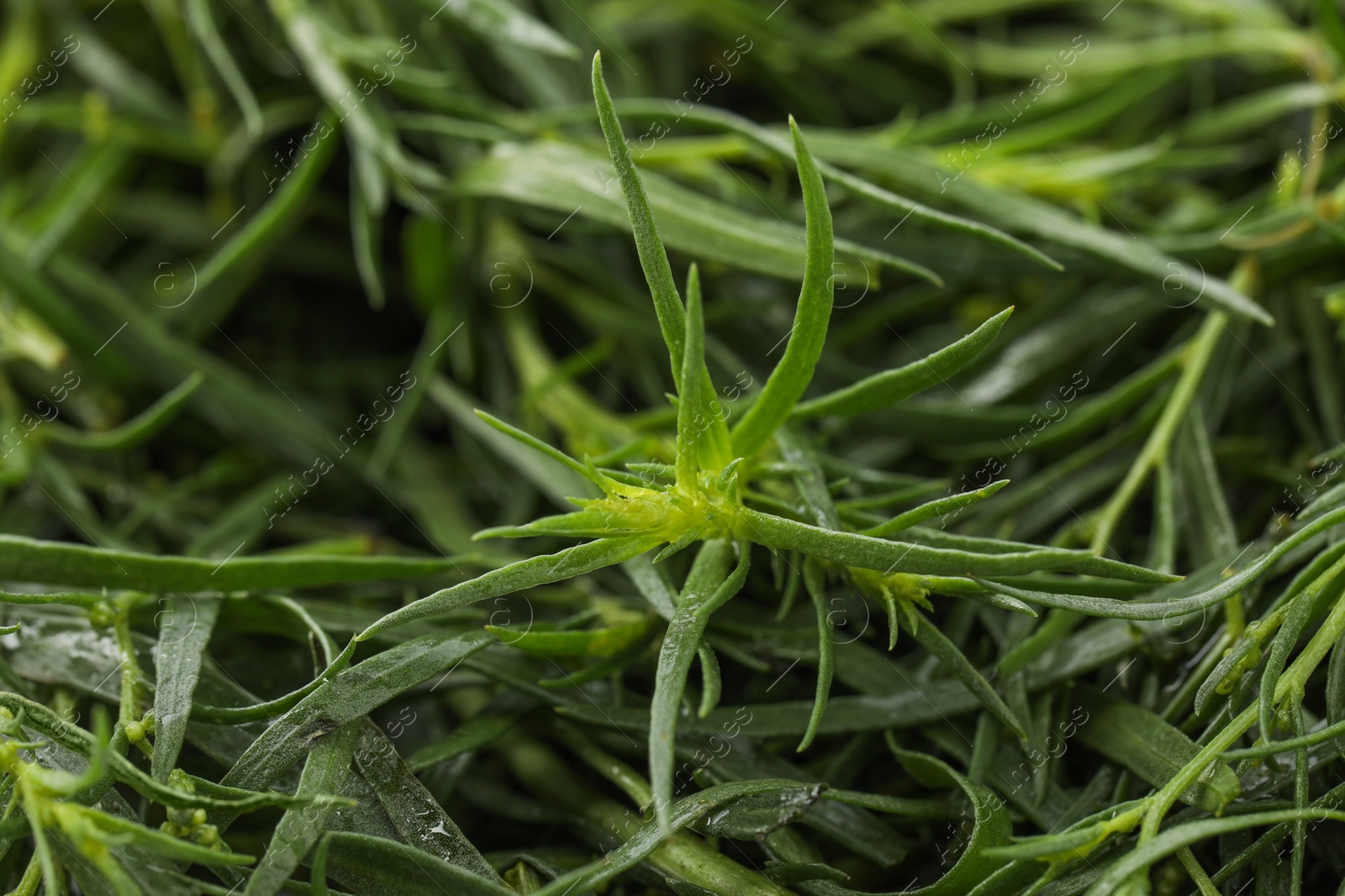 Photo of Fresh tarragon sprigs on blurred background, closeup