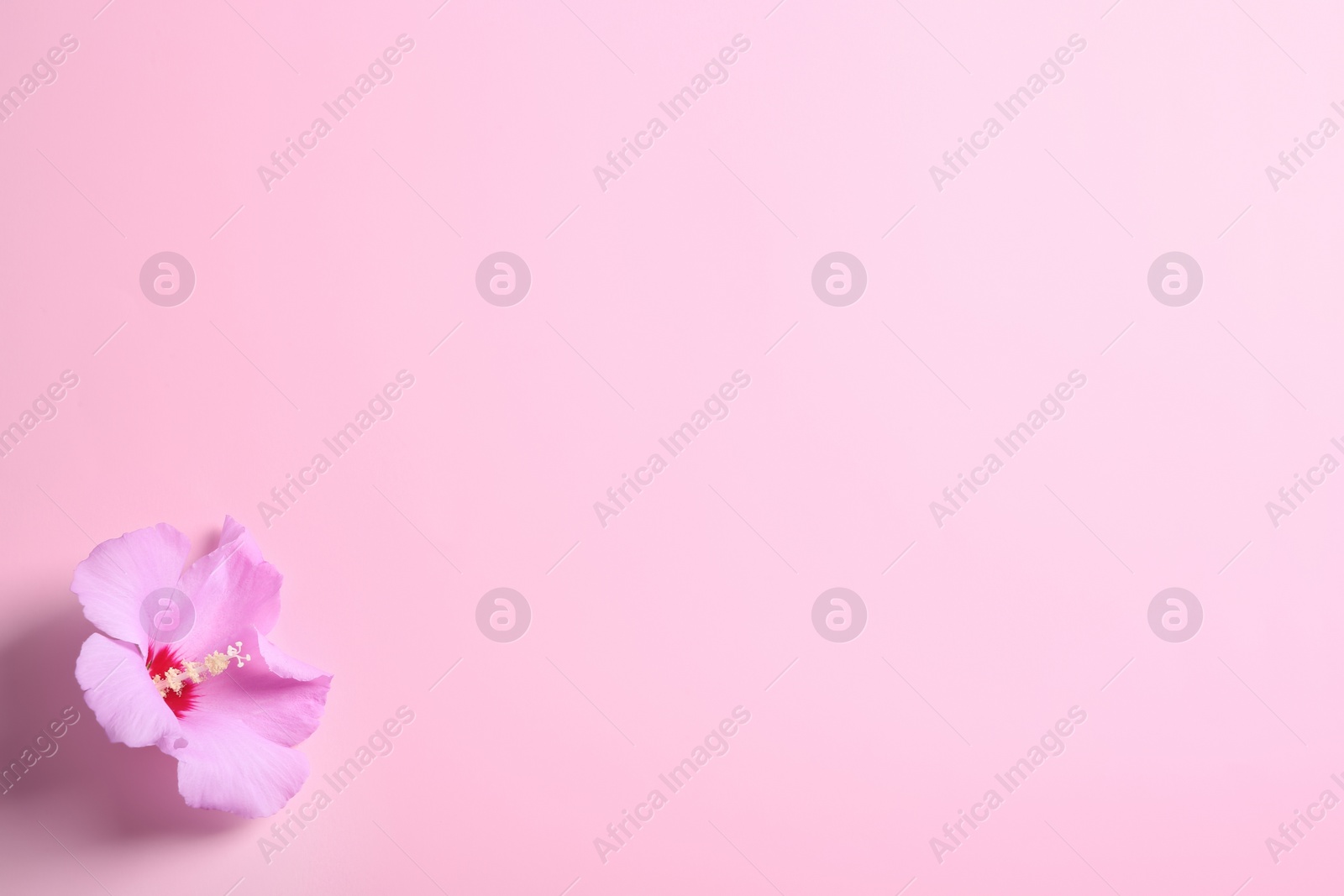 Photo of Beautiful tropical Hibiscus flower on color background with space for design, top view