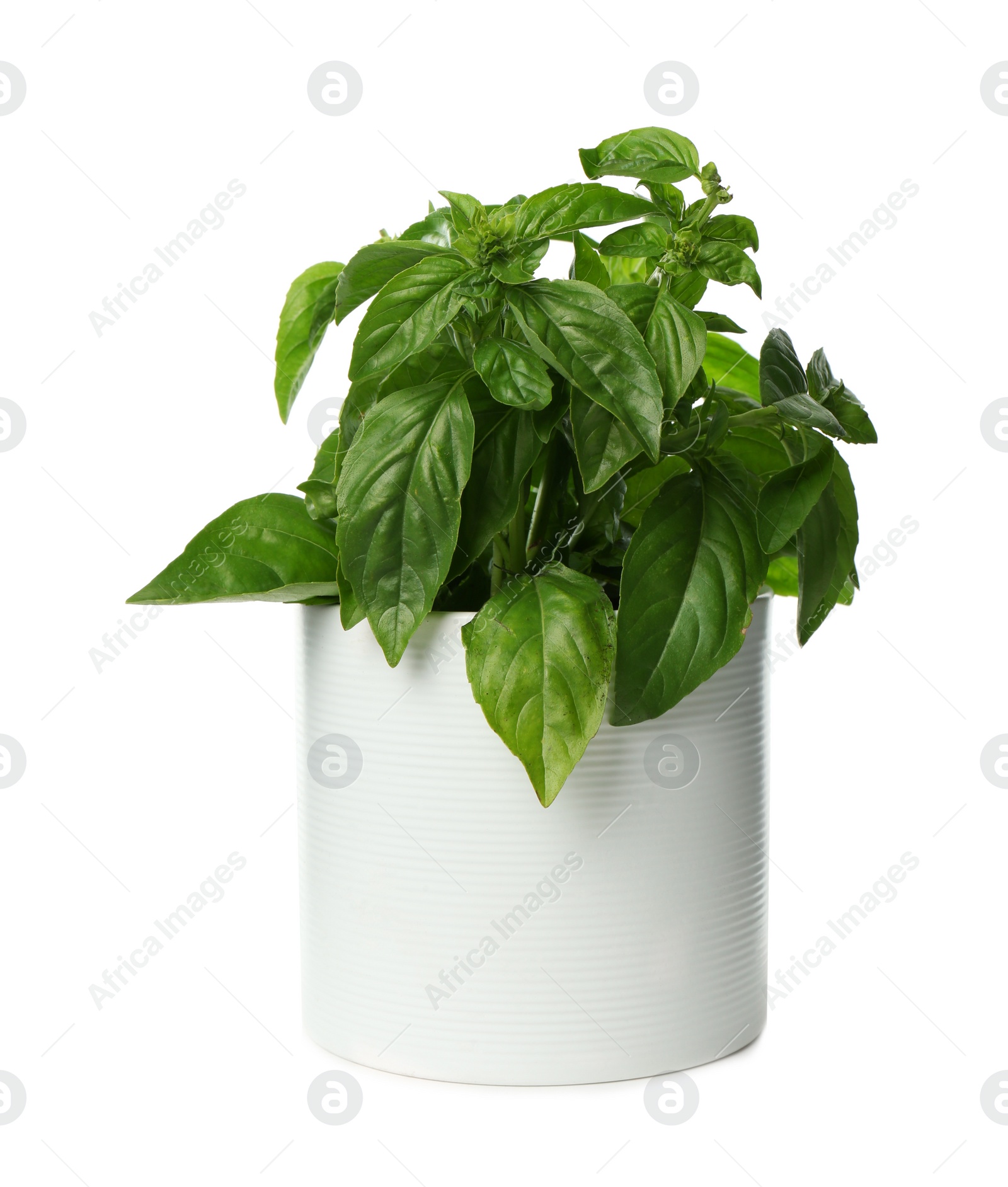 Photo of Lush green basil in pot isolated on white