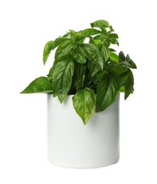 Photo of Lush green basil in pot isolated on white