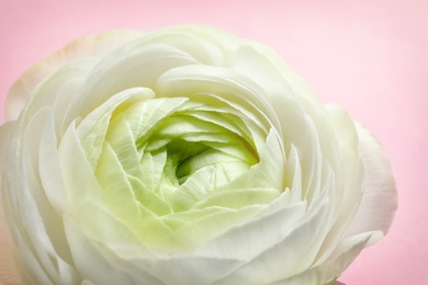 Beautiful ranunculus flower on color background, closeup