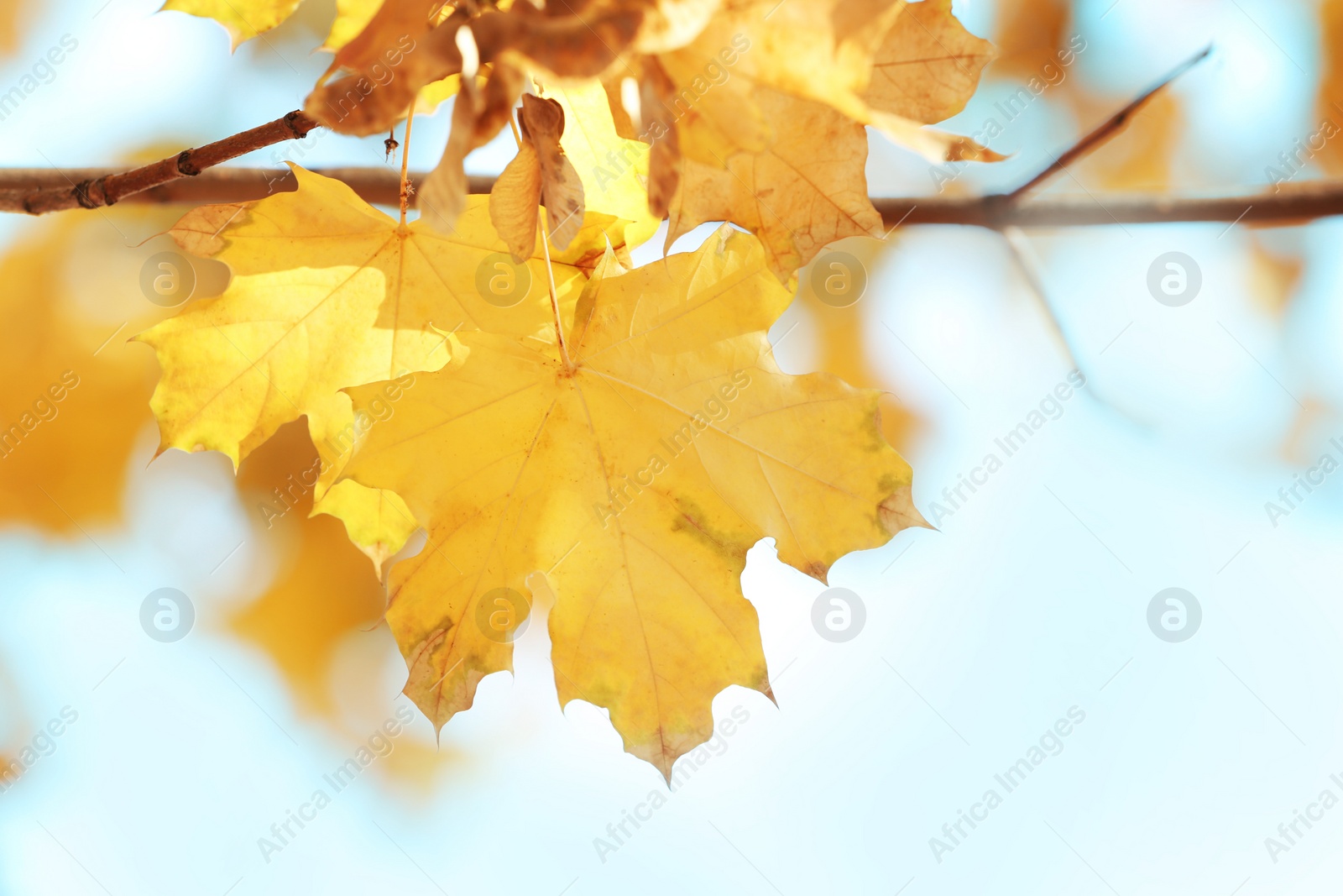 Photo of Golden leaves on sunny autumn day, outdoors