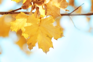 Golden leaves on sunny autumn day, outdoors