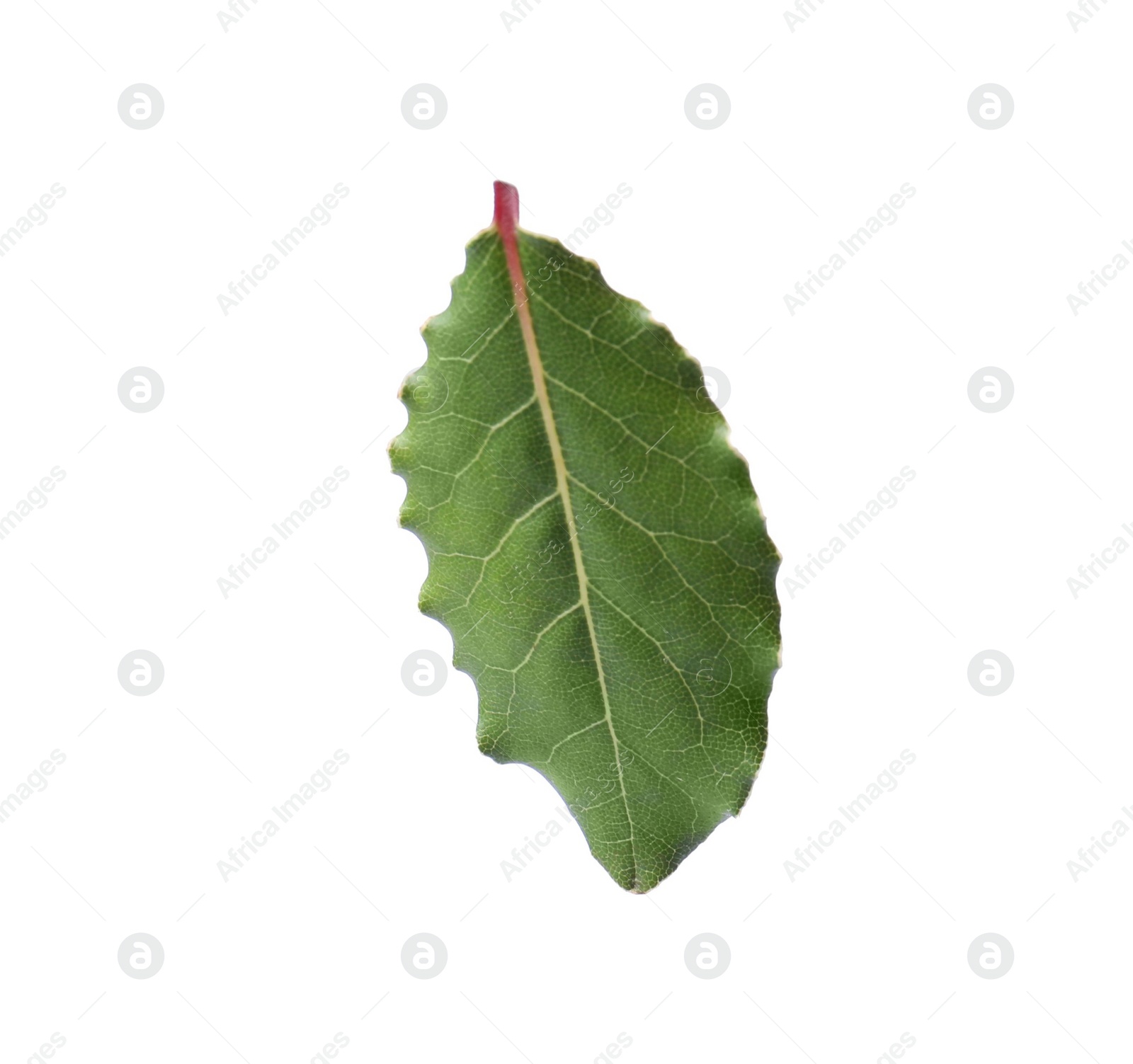 Photo of One fresh bay leaf isolated on white