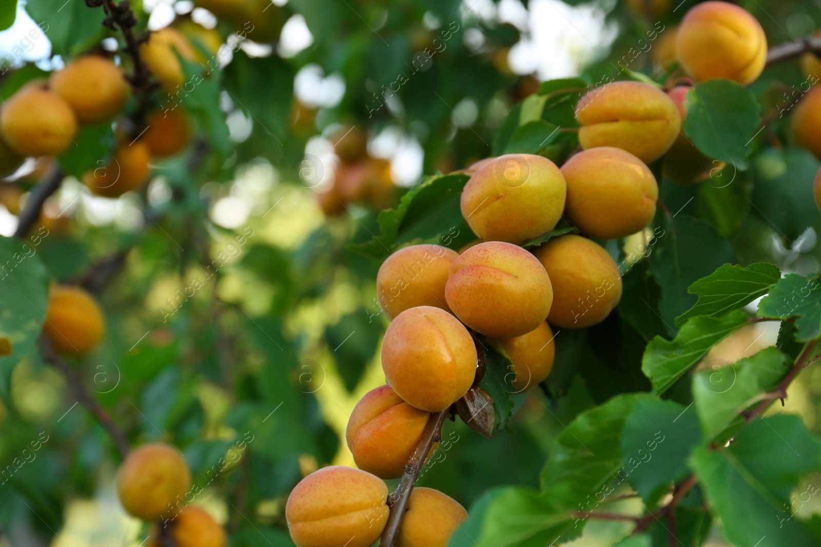 Photo of Tree branches with sweet ripe apricots outdoors