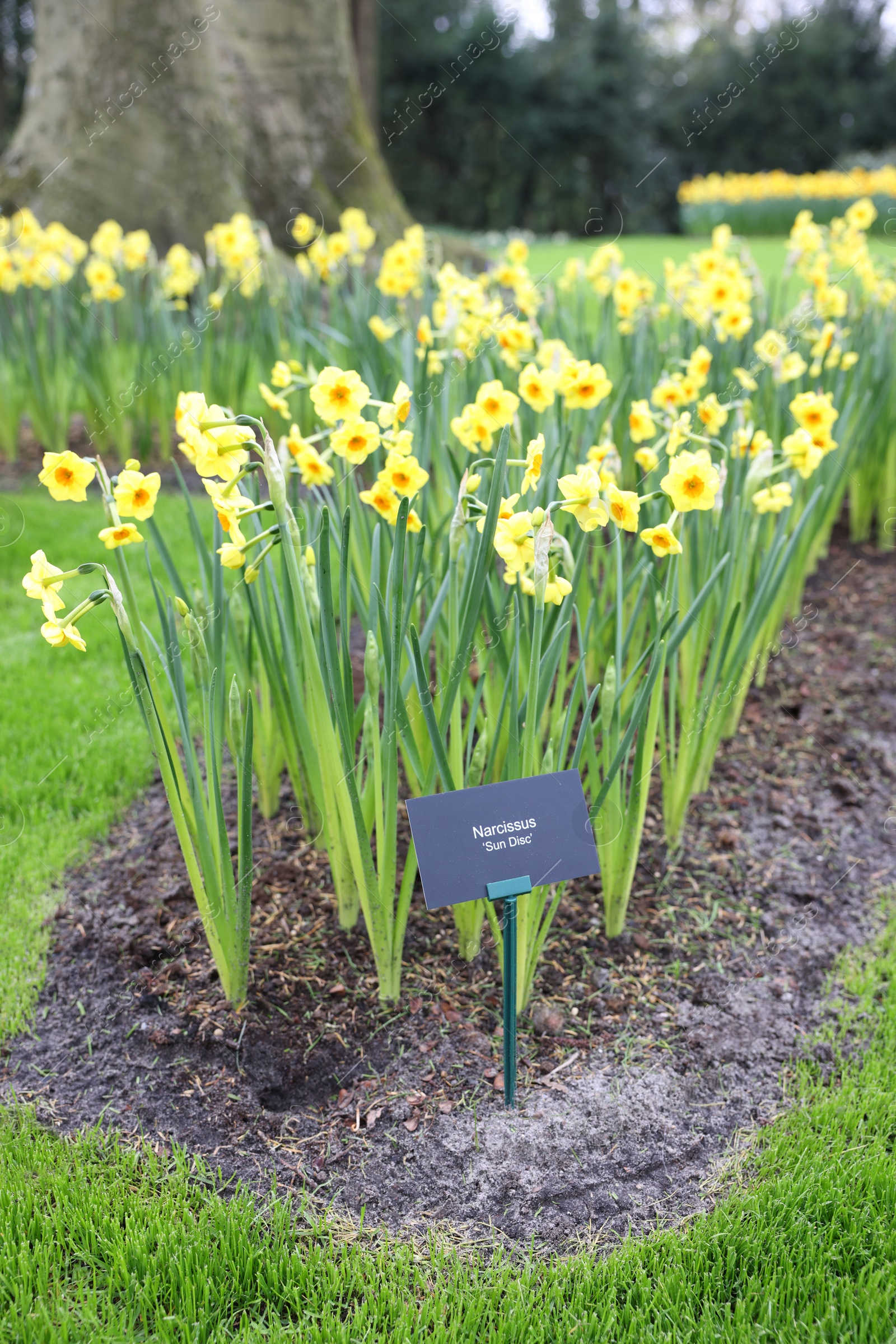 Photo of Beautiful yellow daffodil flowers growing in park