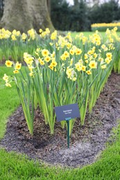 Photo of Beautiful yellow daffodil flowers growing in park