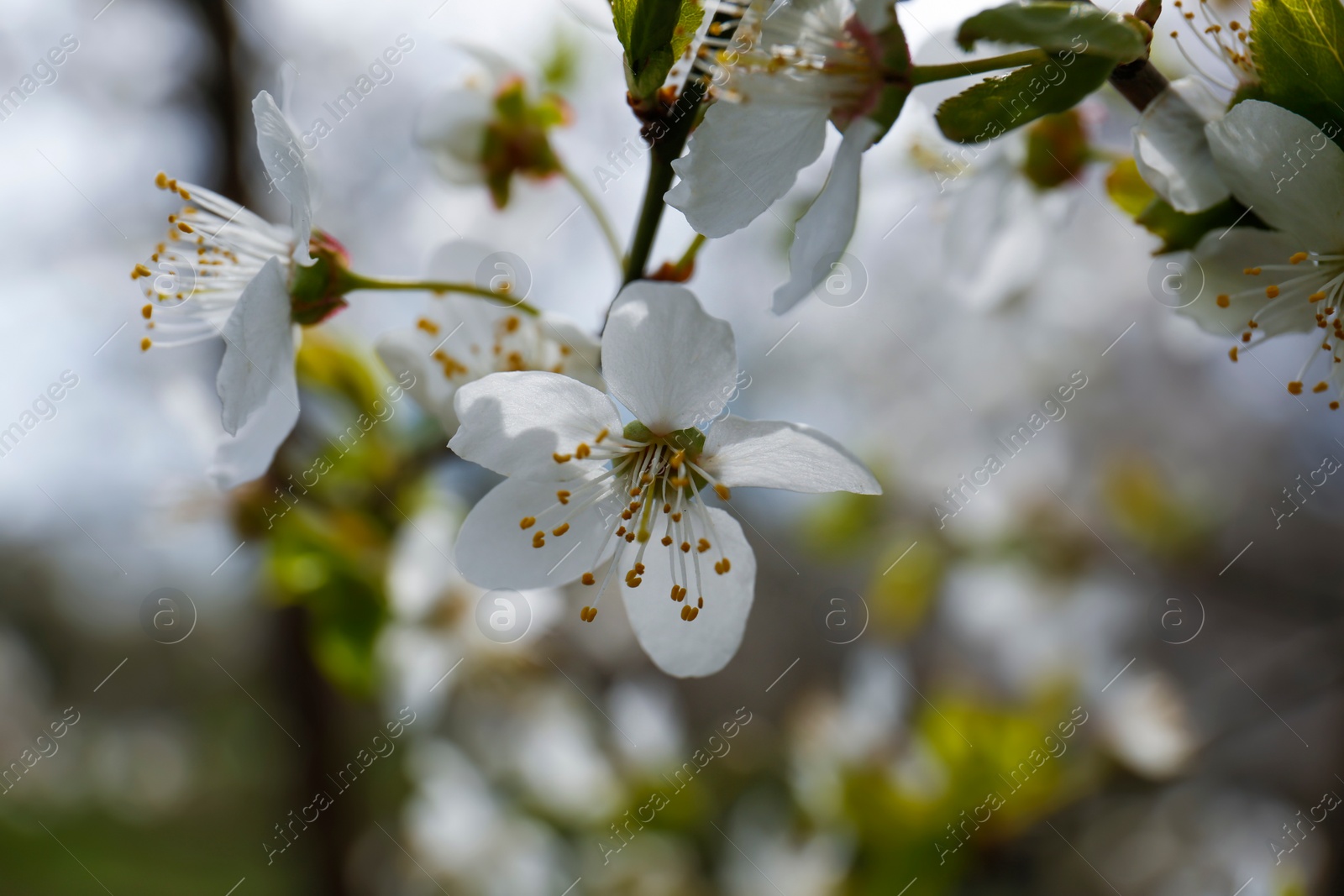 Photo of Branch of beautiful blossoming cherry tree outdoors, closeup. Spring season