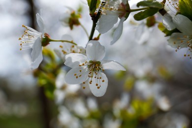 Branch of beautiful blossoming cherry tree outdoors, closeup. Spring season