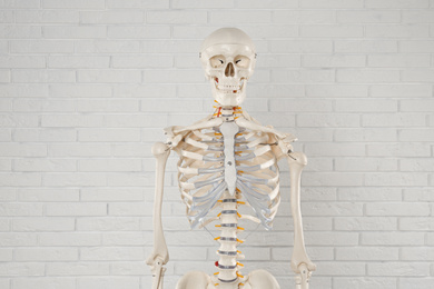 Photo of Artificial human skeleton model near white brick wall