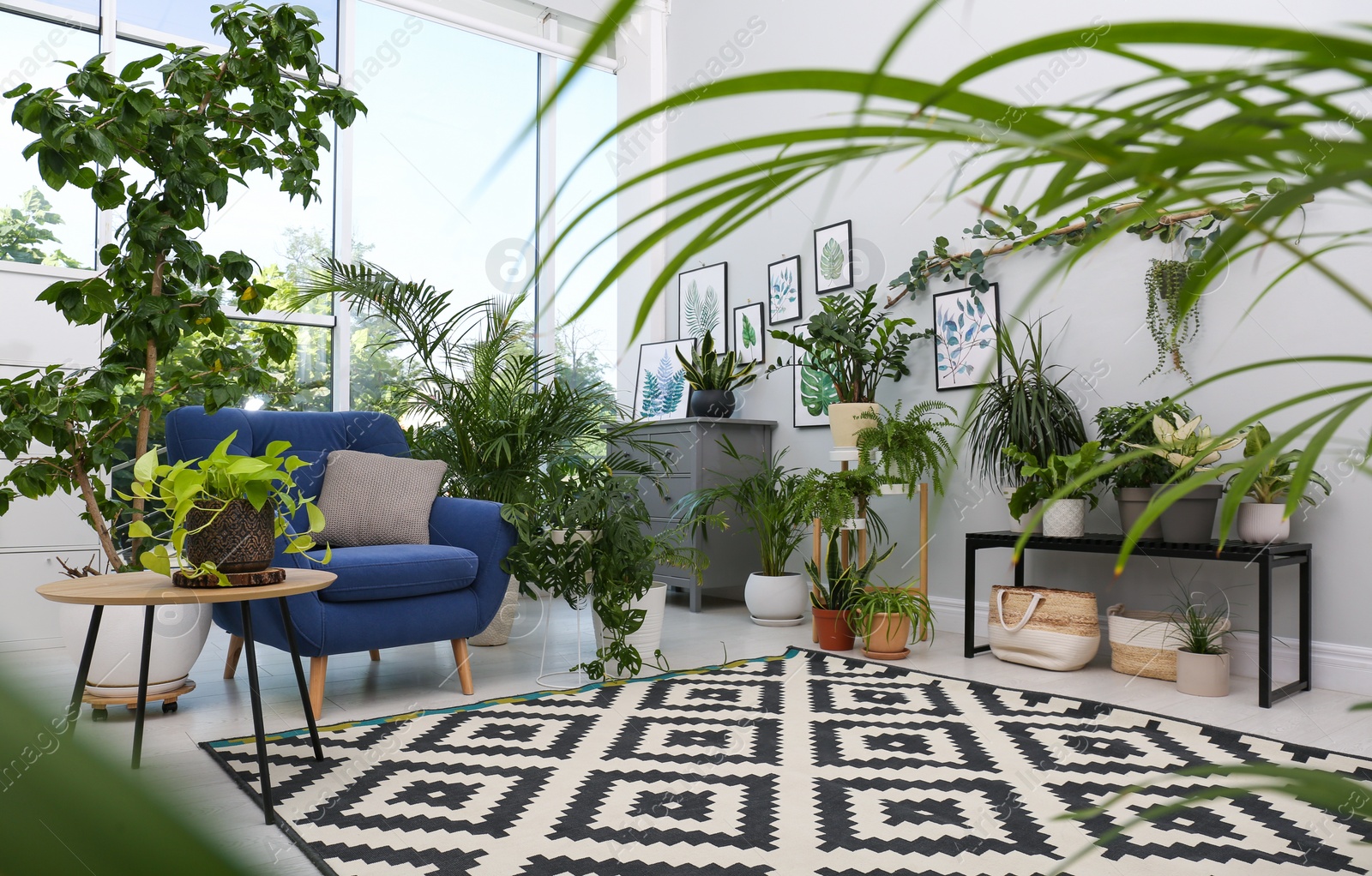 Photo of Comfortable armchair and beautiful houseplants in room. Lounge area interior