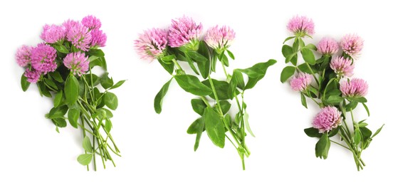 Image of Set with beautiful clover flowers on white background, top view. Banner design