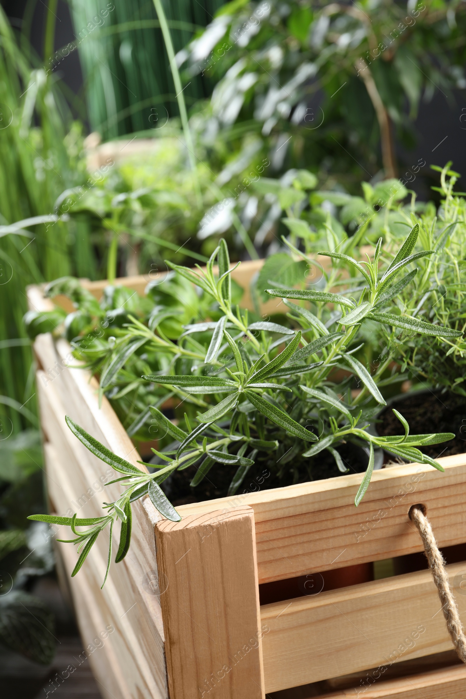 Photo of Different aromatic potted herbs in wooden crate, closeup