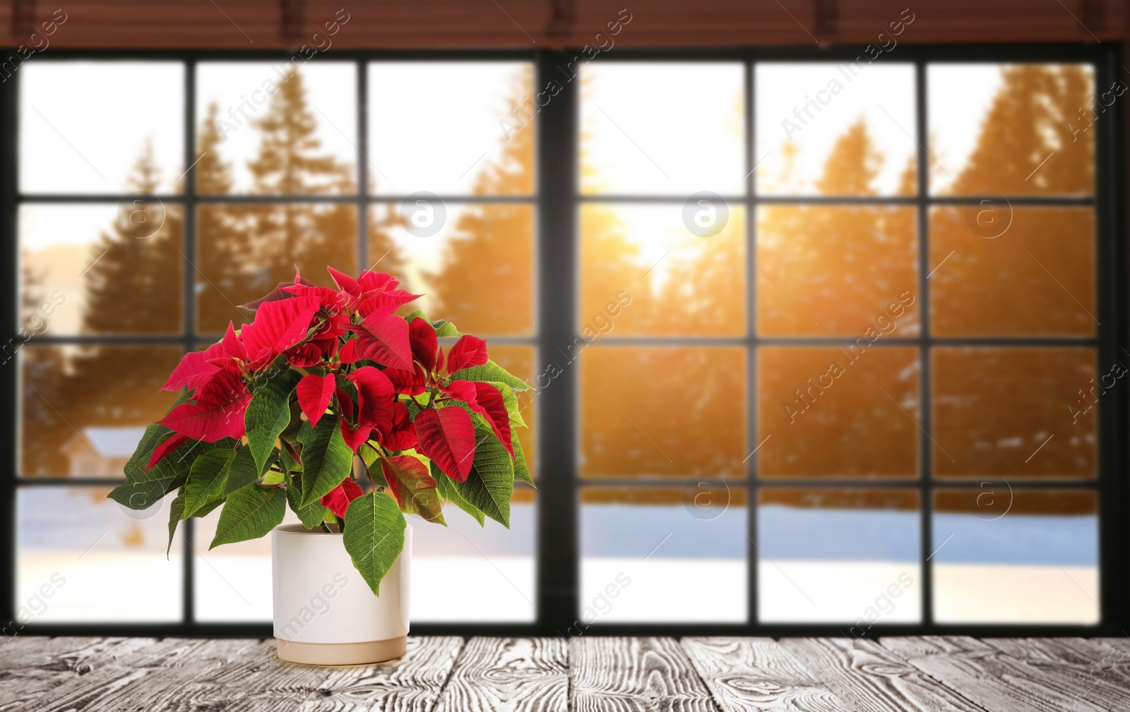 Image of Christmas traditional poinsettia flower in pot on table near window. Space for text