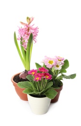 Different beautiful potted flowers on white background