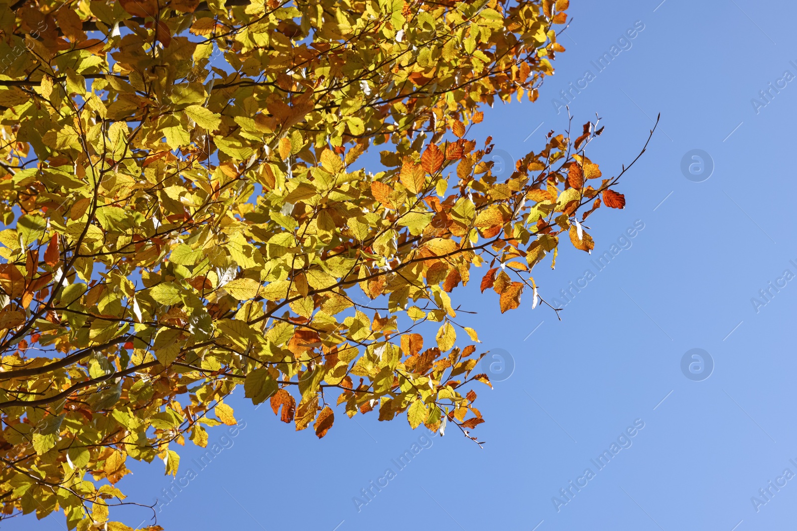 Photo of Beautiful tree with bright autumn leaves outdoors on sunny day, space for text