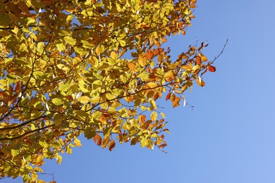 Photo of Beautiful tree with bright autumn leaves outdoors on sunny day, space for text