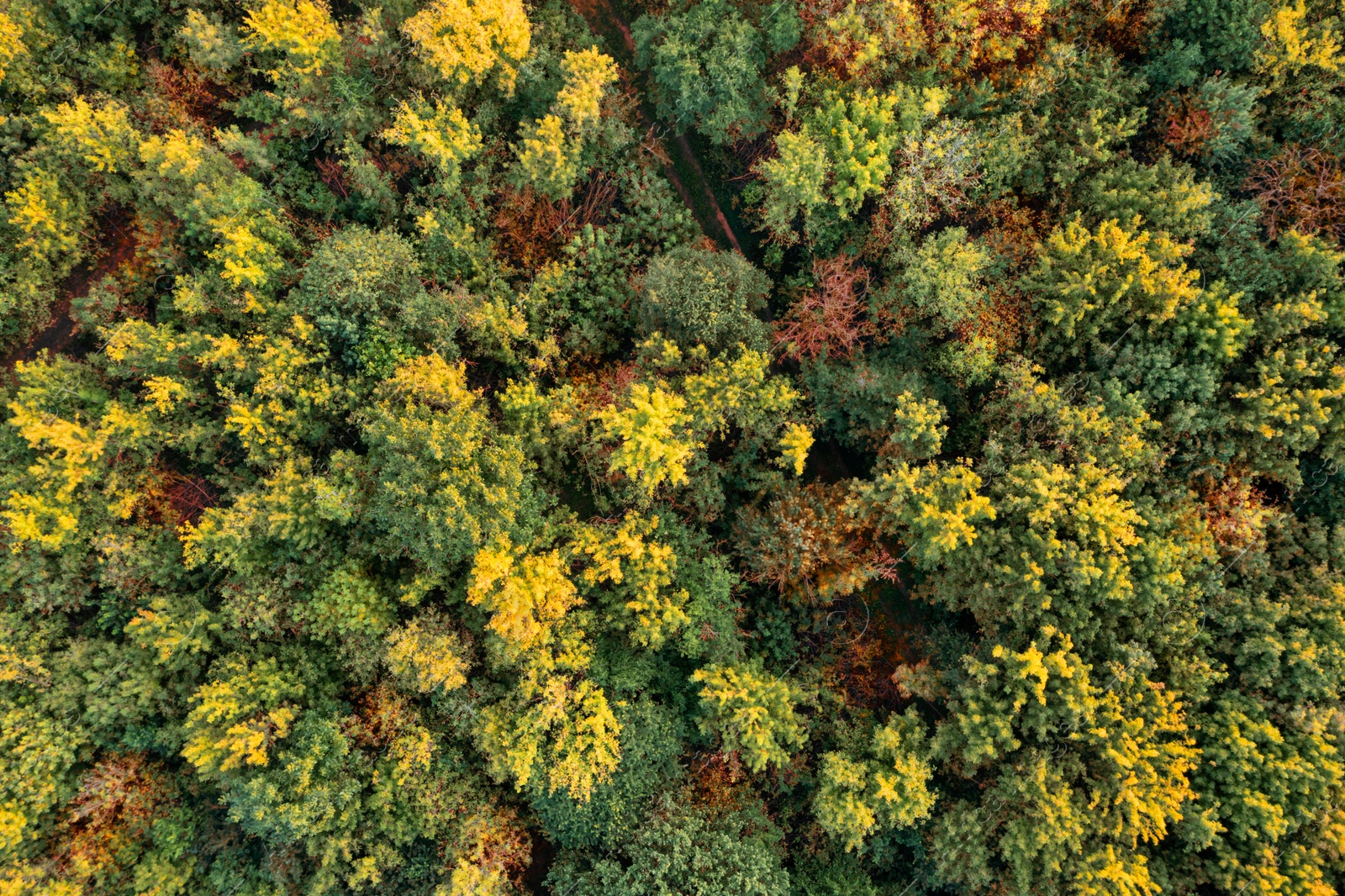 Image of Aerial view of beautiful forest. Autumn season