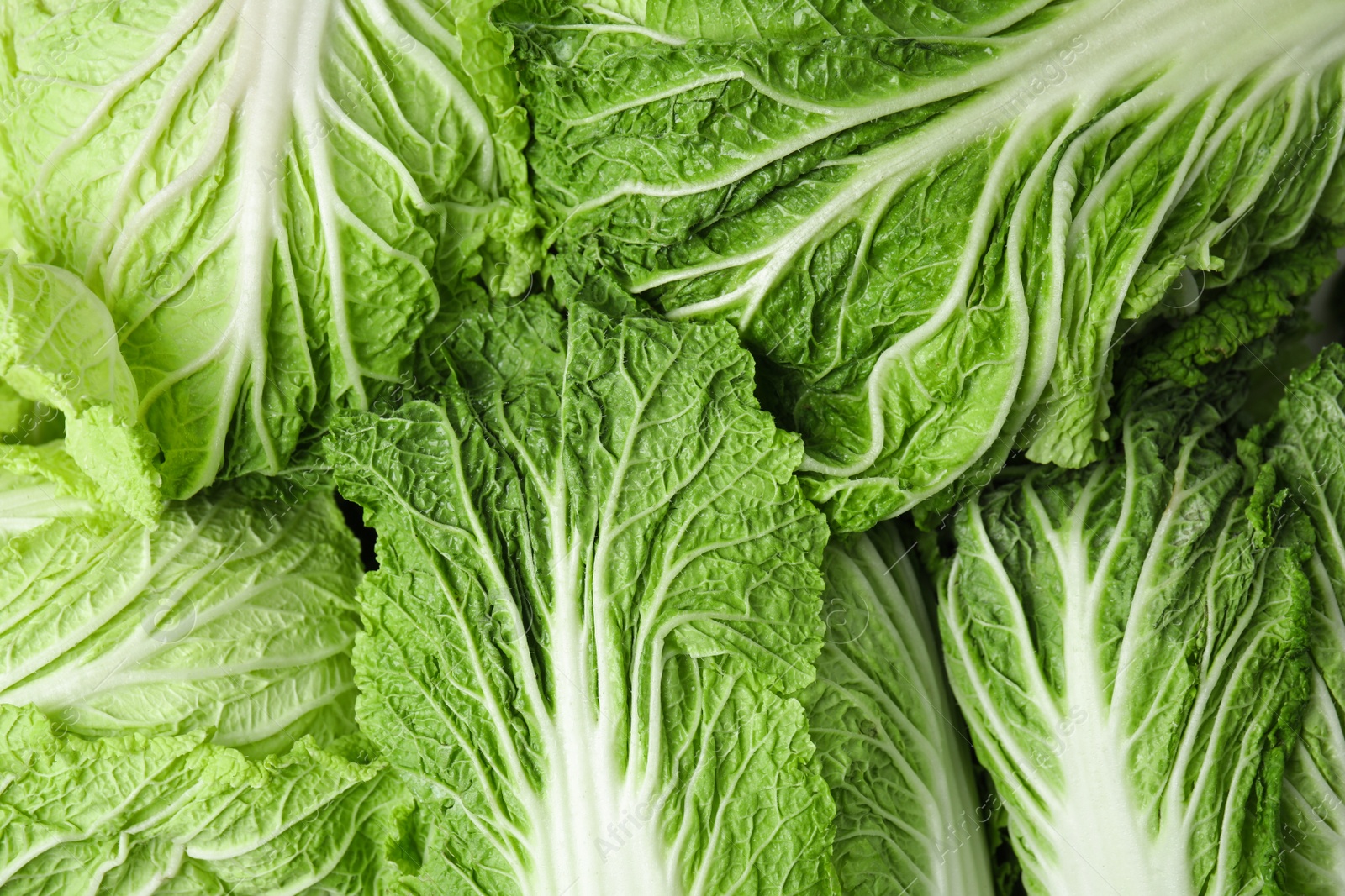 Photo of Fresh ripe Chinese cabbages as background, top view